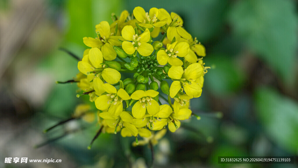 黄色小花特写