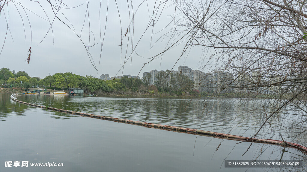 湖畔枯树 静谧湖水景致
