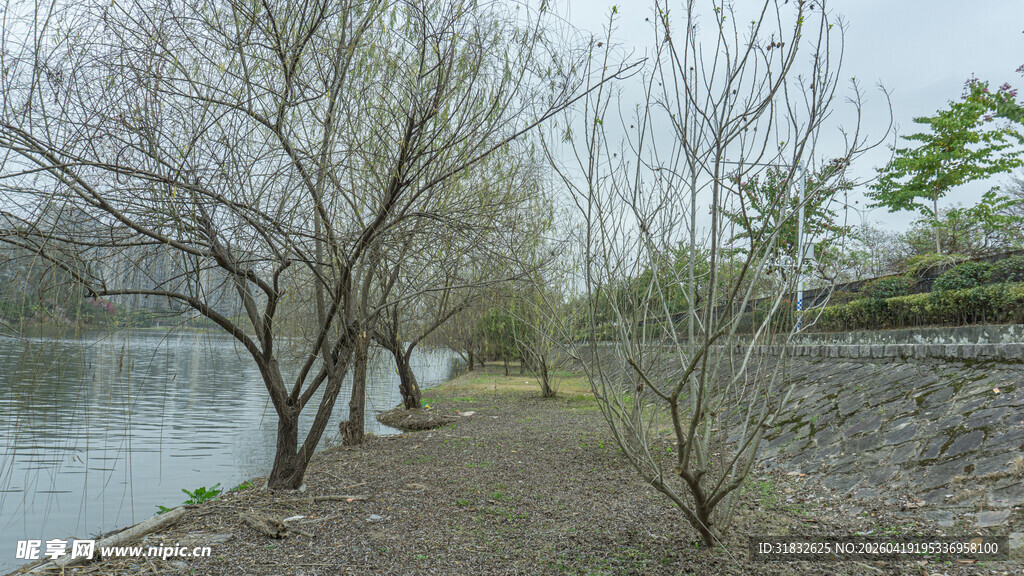 湖畔枯树与绿植景观