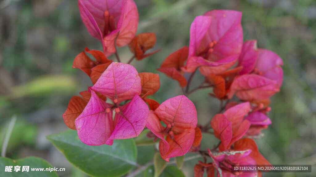 娇艳三角梅绽放