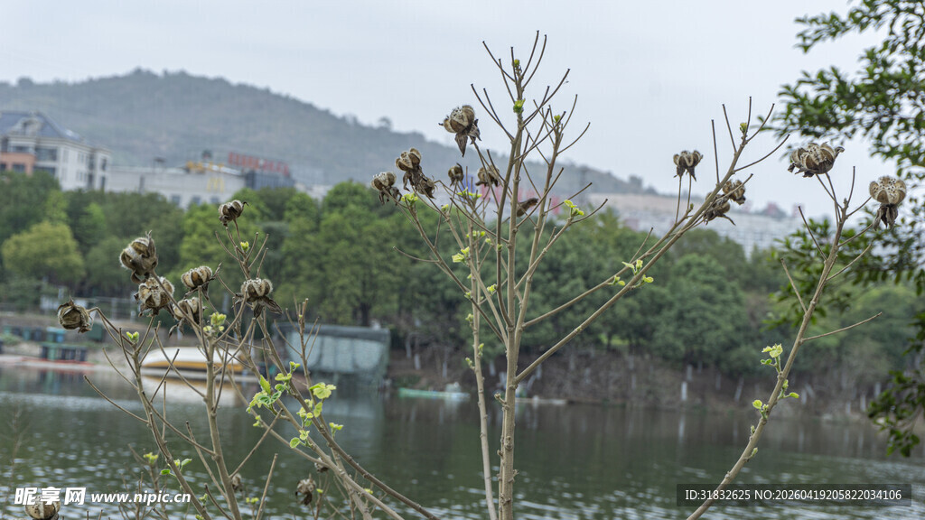 湖畔枯树与繁茂绿植景观