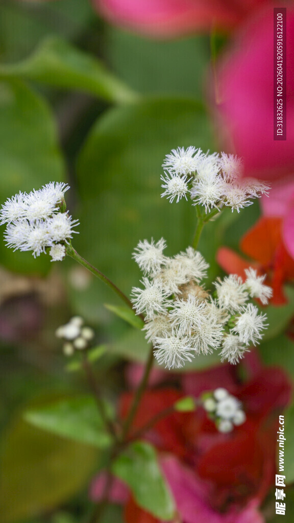 白色小花绽放绿叶间