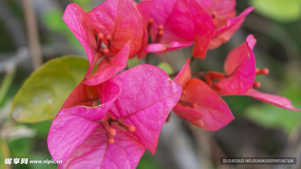 娇艳三角梅绽放