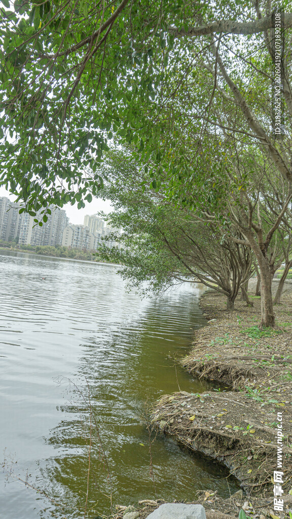 河畔绿树成荫的宁静风光