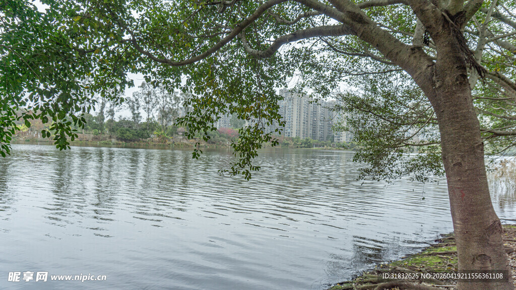 湖畔孤树 静谧水域风光