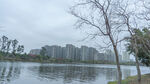 湖畔楼宇与枯树风景