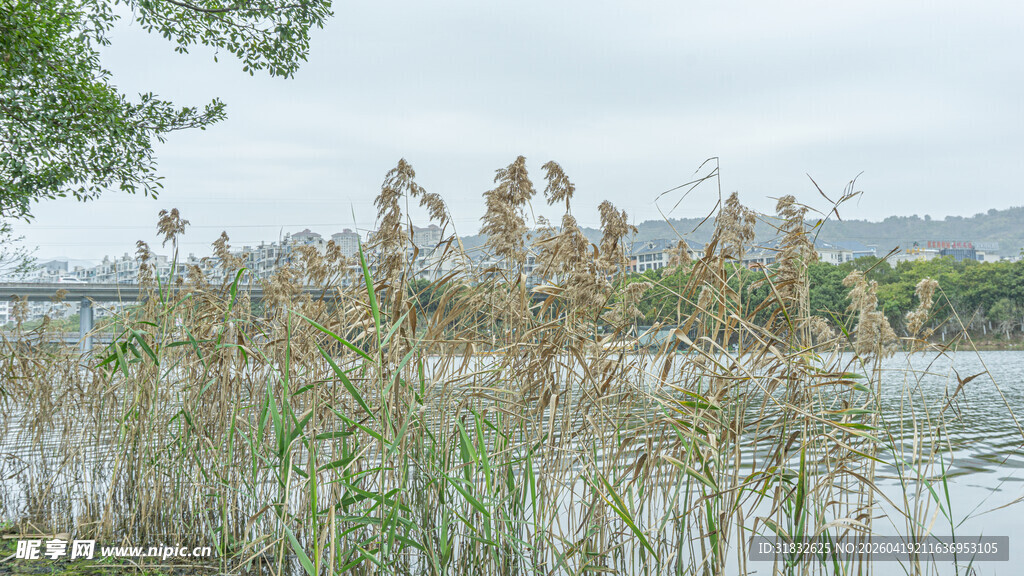 湖畔芦苇随风摇曳
