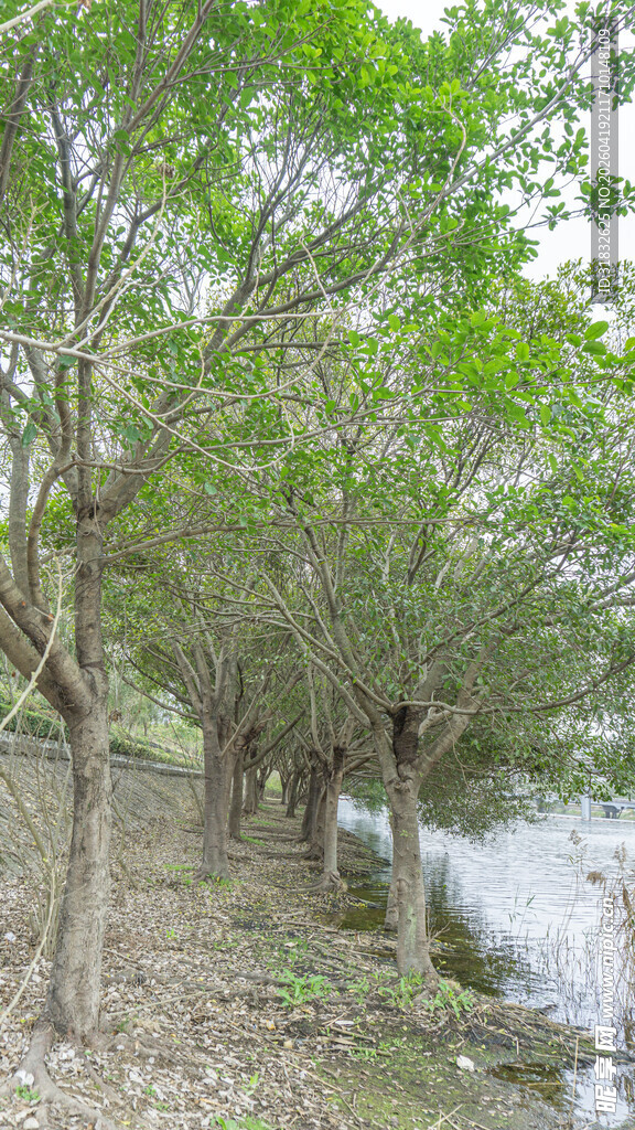 河边葱郁树林景致