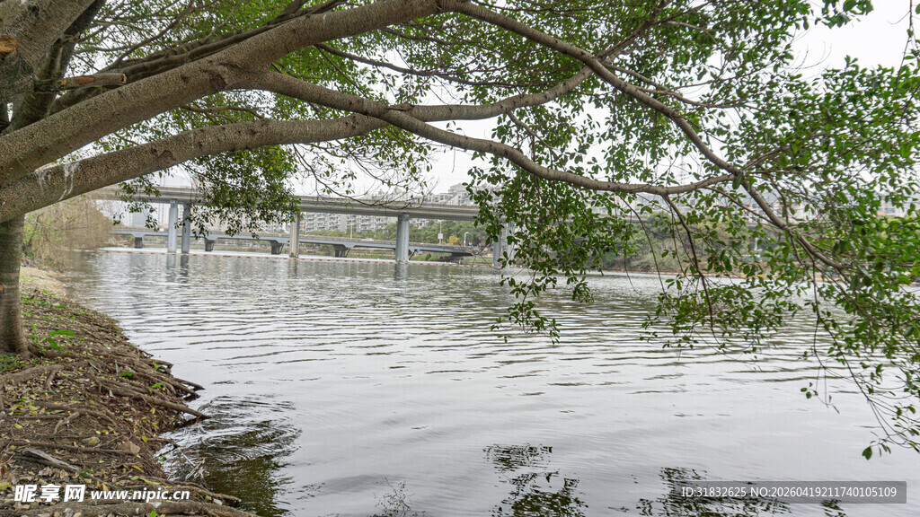 湖畔树枝低垂 水波荡漾