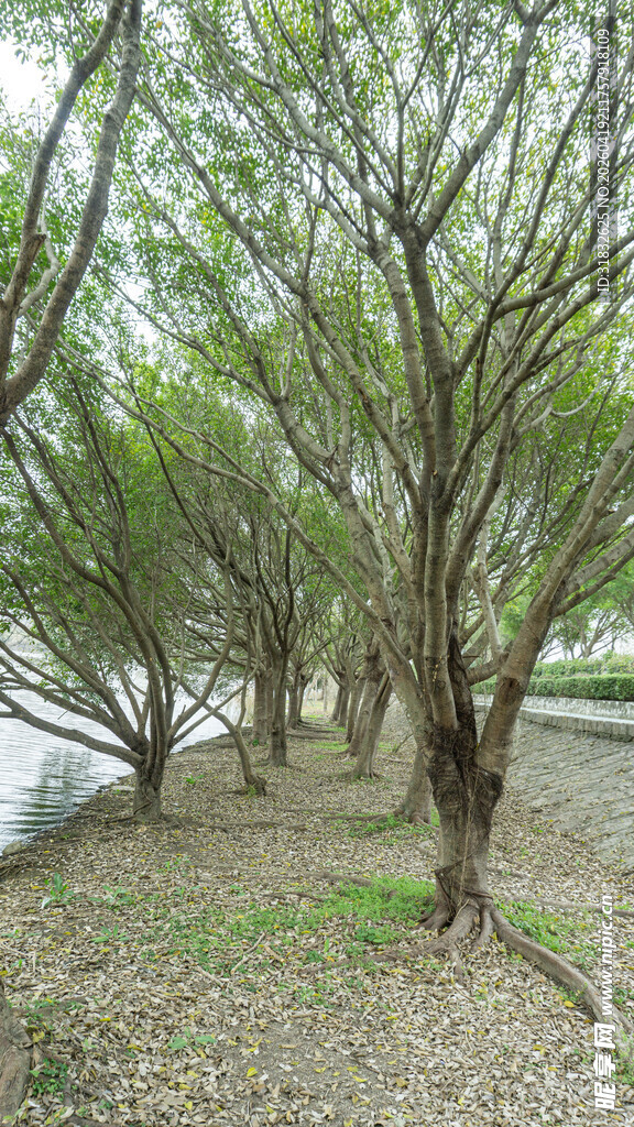 河岸树林景观图