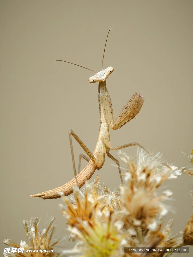 螳螂栖息于花草之上