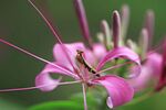 粉色醉蝶花上的小昆虫