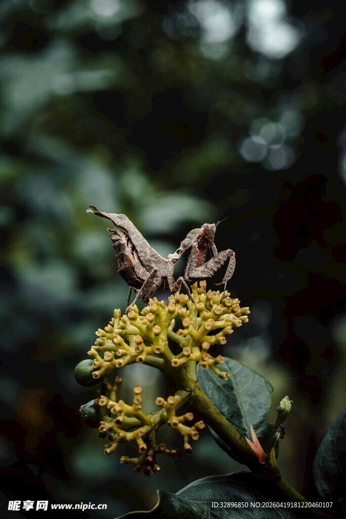 栖息于黄花上的蚂蚱