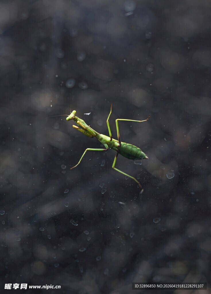 水中螳螂虾特写