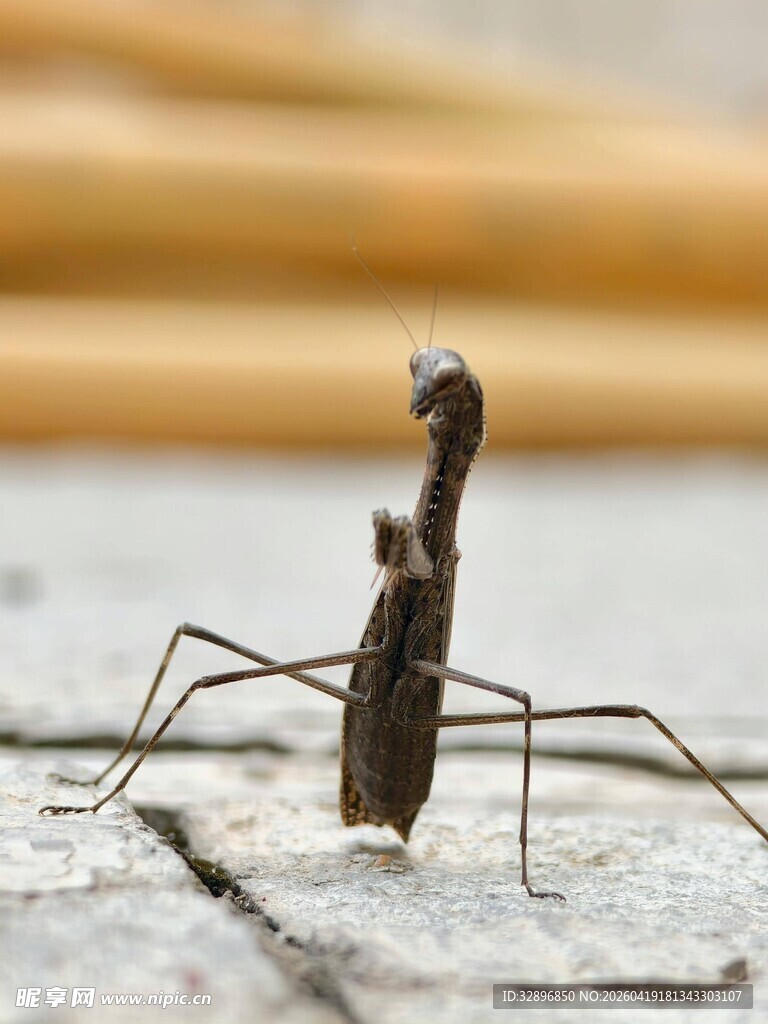 站立的螳螂