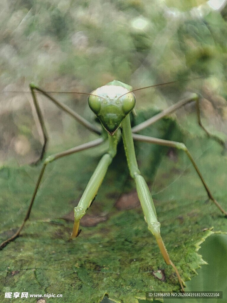 奇异长颈虫特写