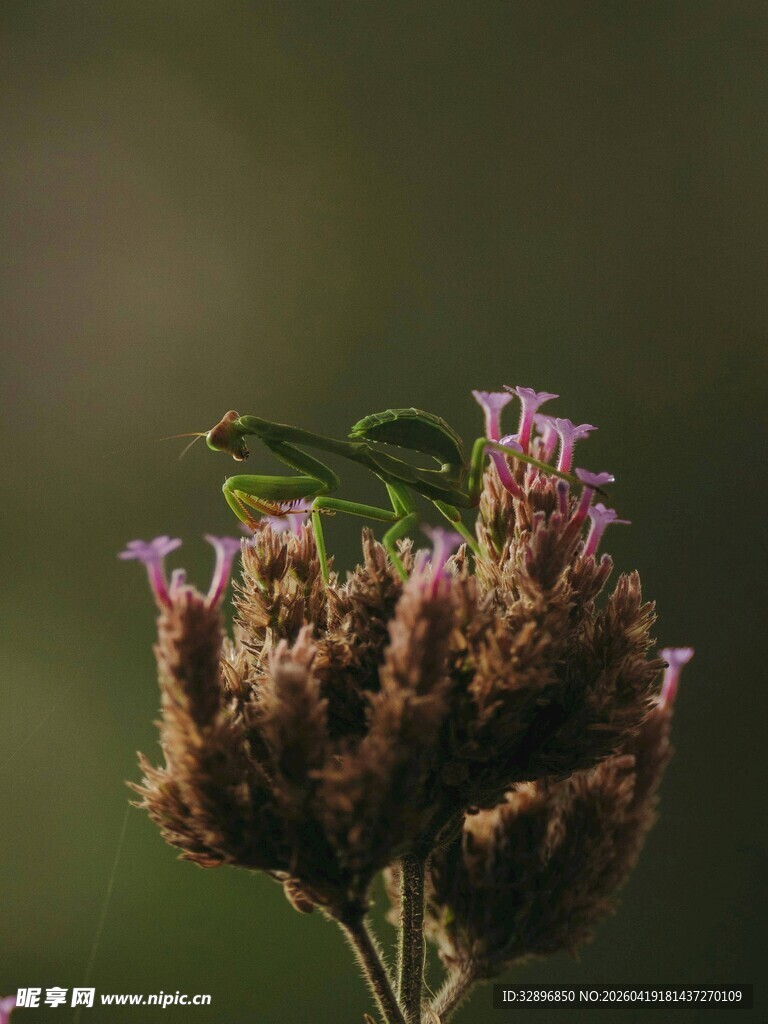 绿叶伏于紫色花草之上