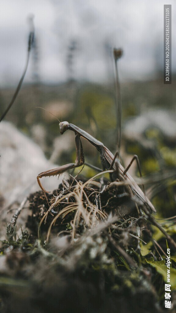 地面上的杂乱植物根茎