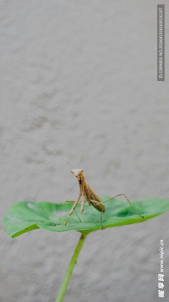 绿叶上的小昆虫