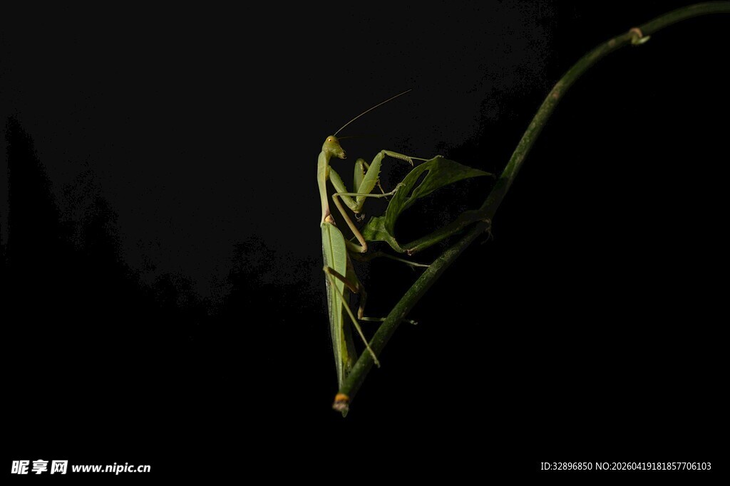 黑夜中弯曲的绿色植物