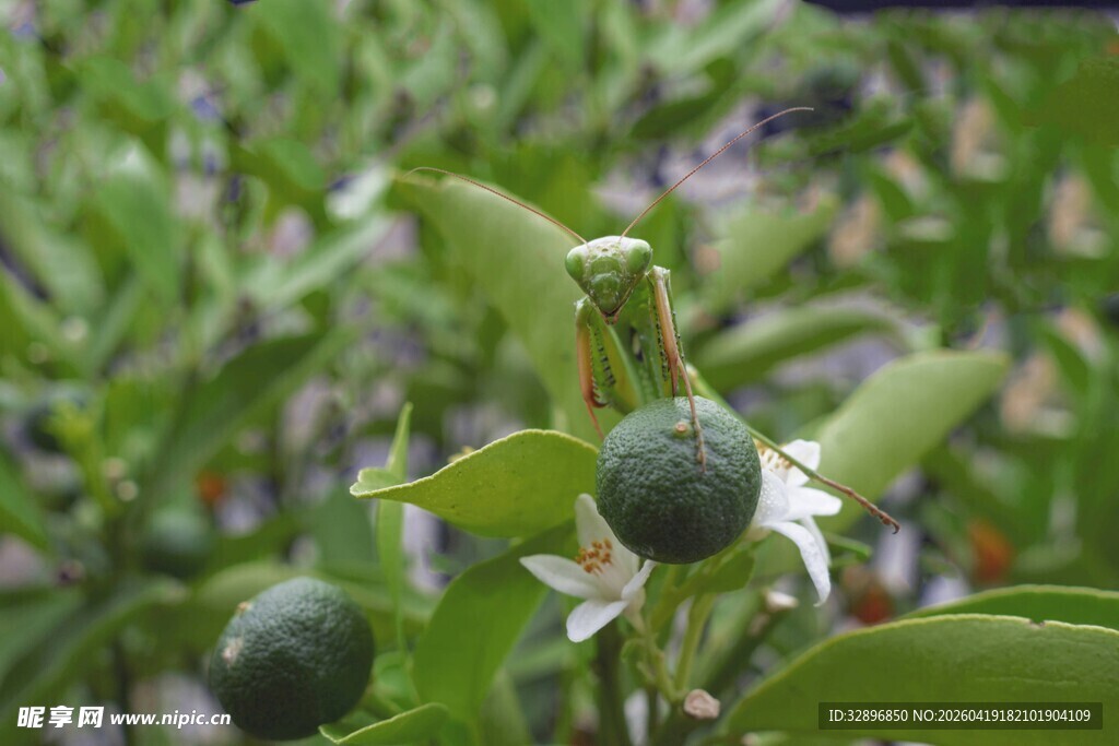 青果挂枝绿叶白花相伴