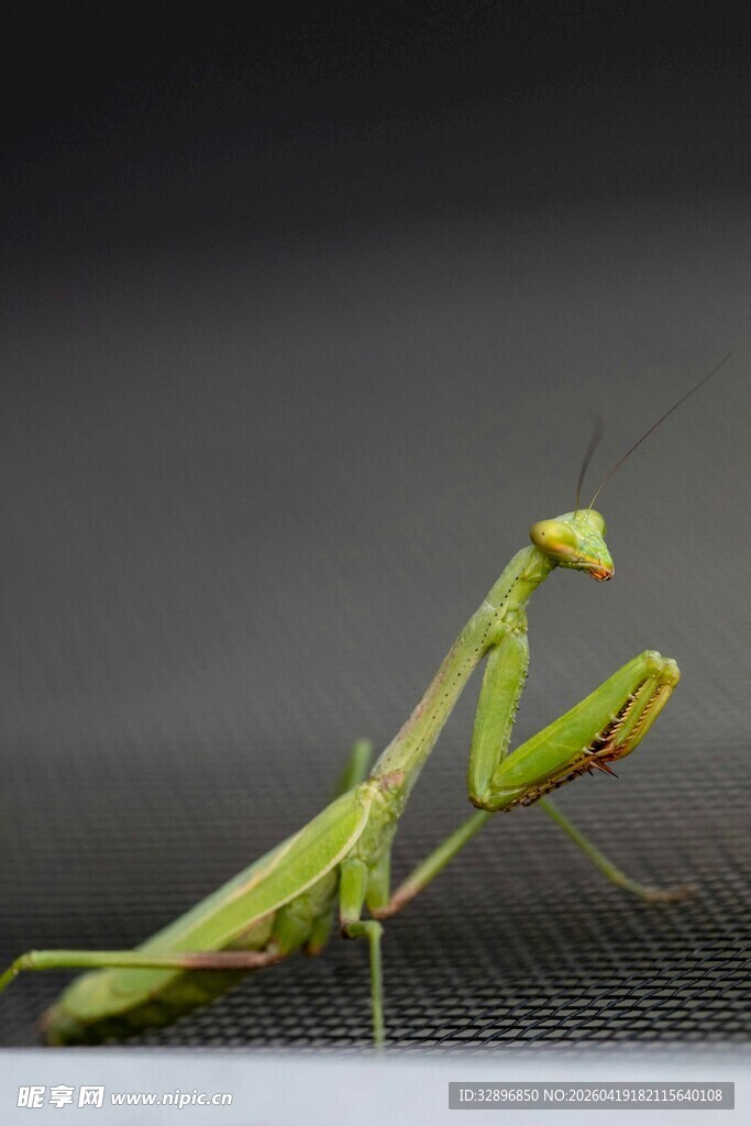 绿色螳螂特写