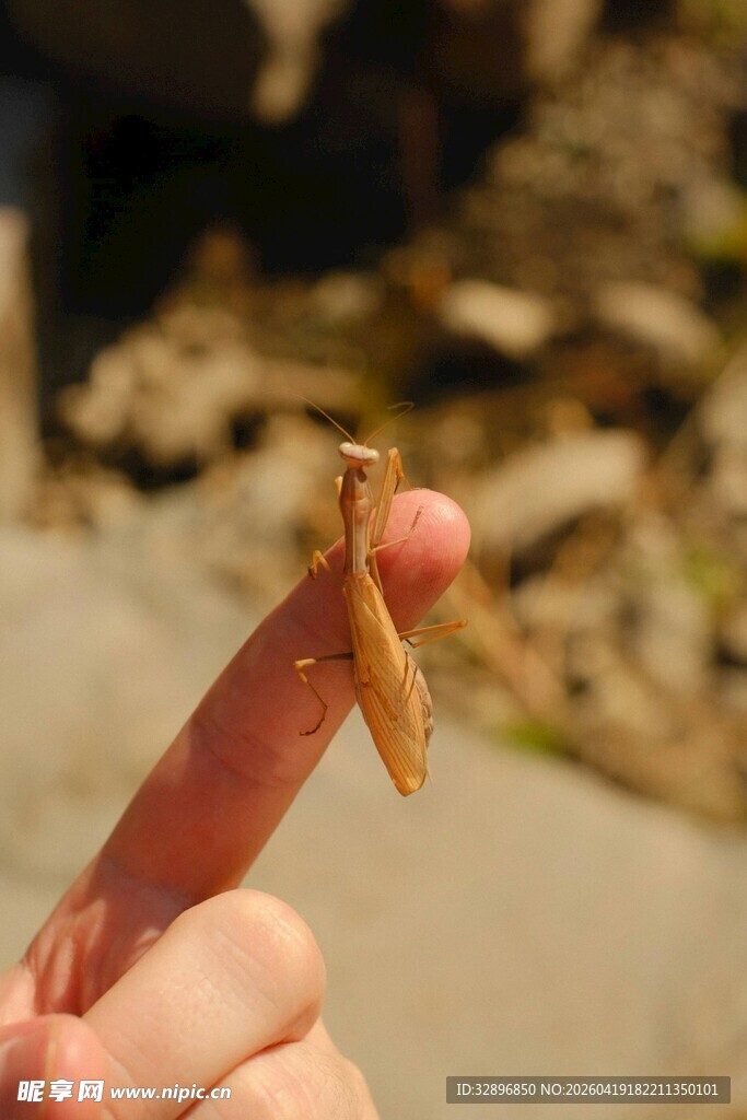 手指上的小昆虫