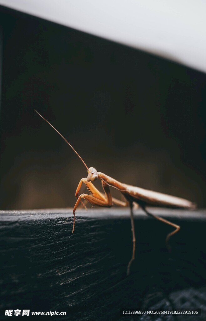 栖息于物体上的细长昆虫