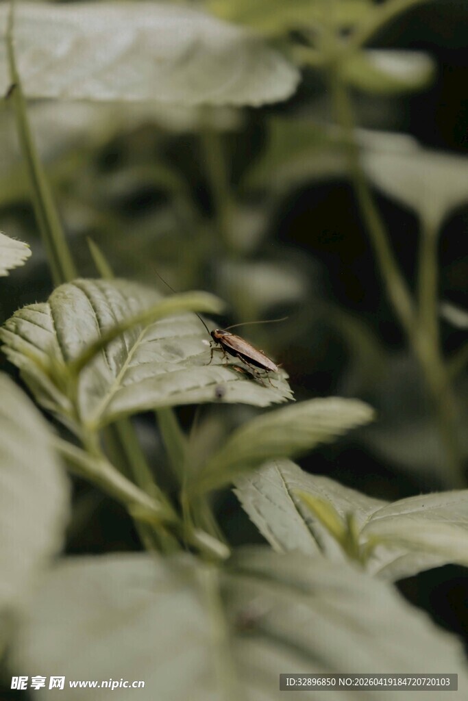 绿叶间的昆虫