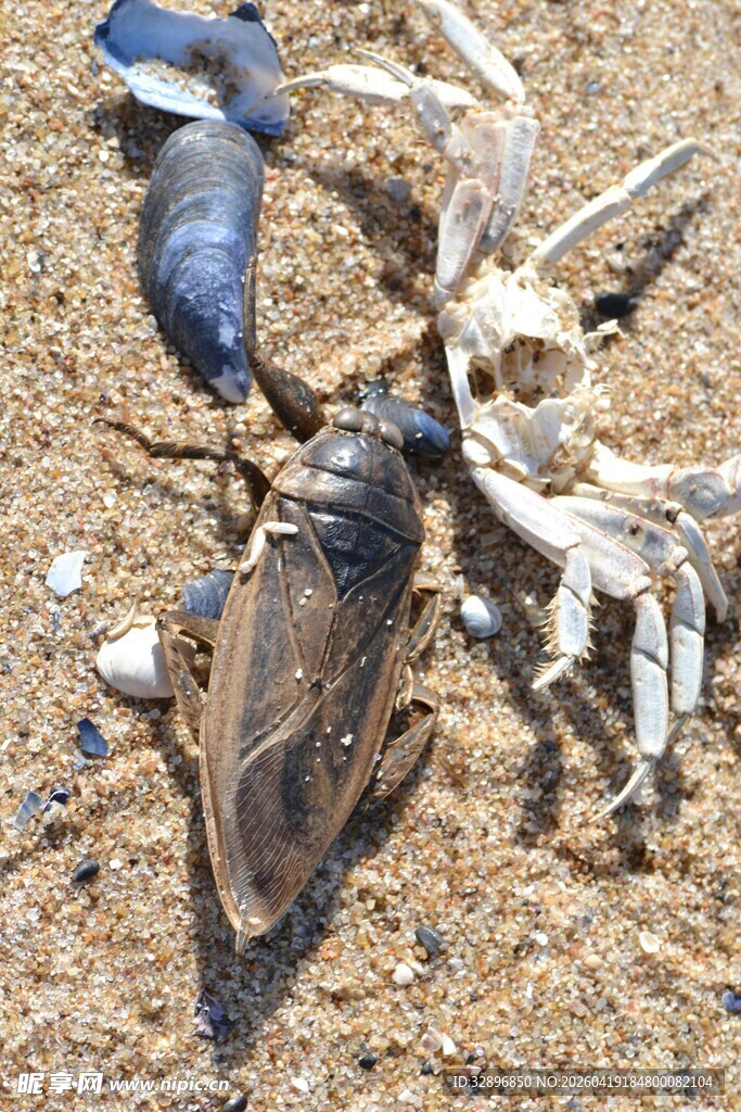 沙滩上的海洋生物残骸