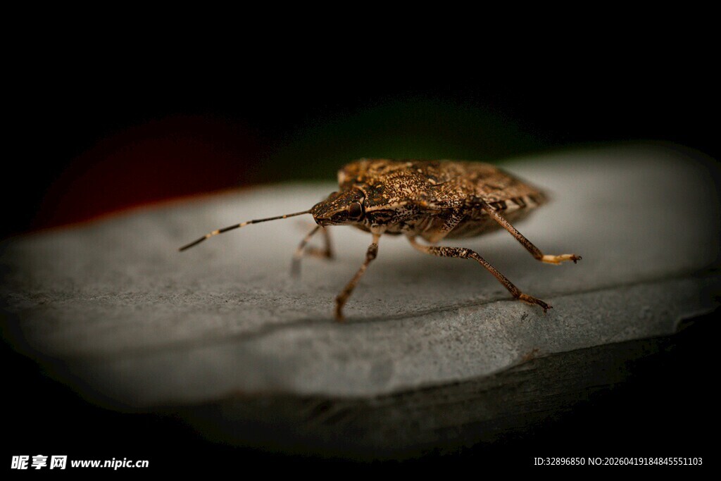 微距下的甲虫特写