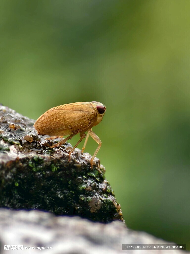岩石上的小昆虫