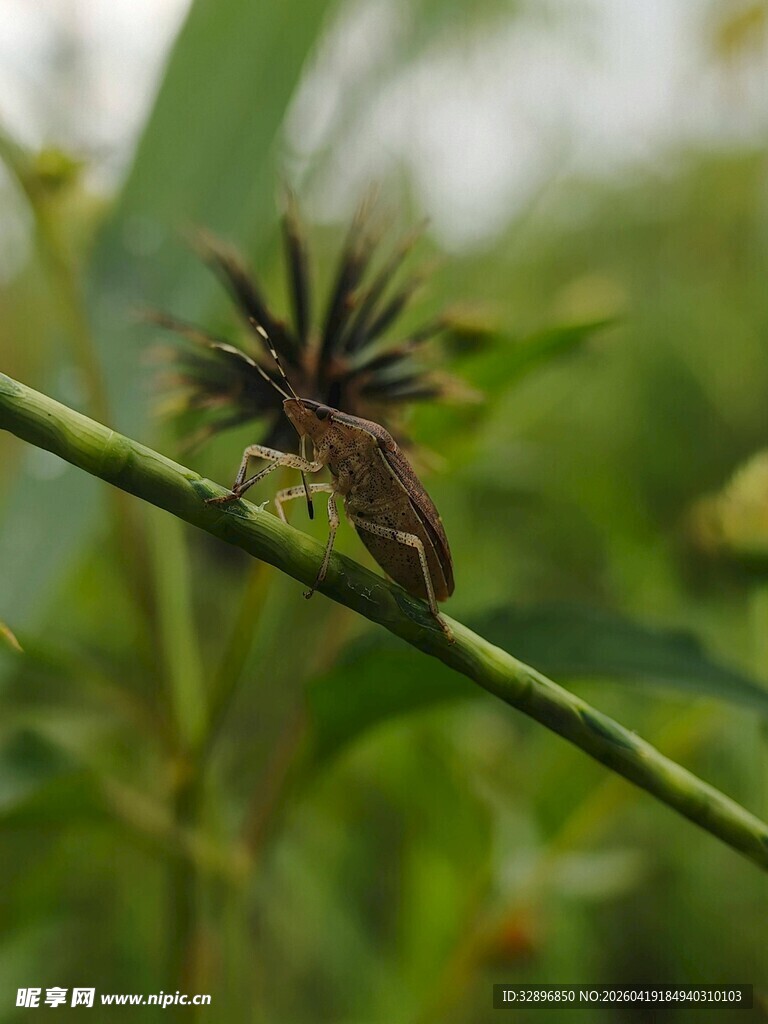 绿叶上的奇特昆虫