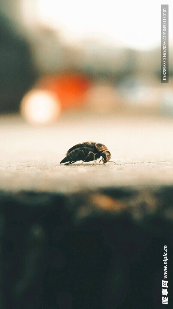 地上的孤独小甲虫