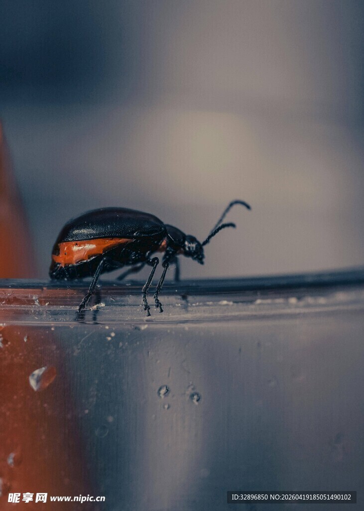 微距下的甲虫特写