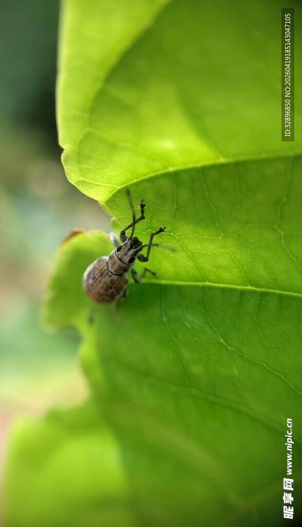 绿叶上的小甲虫