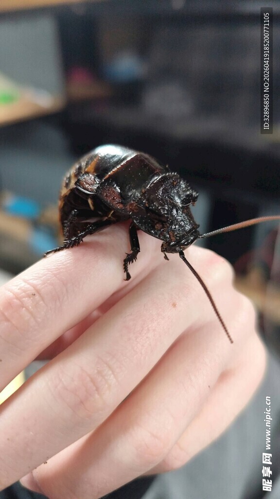 手掌上的黑色大昆虫