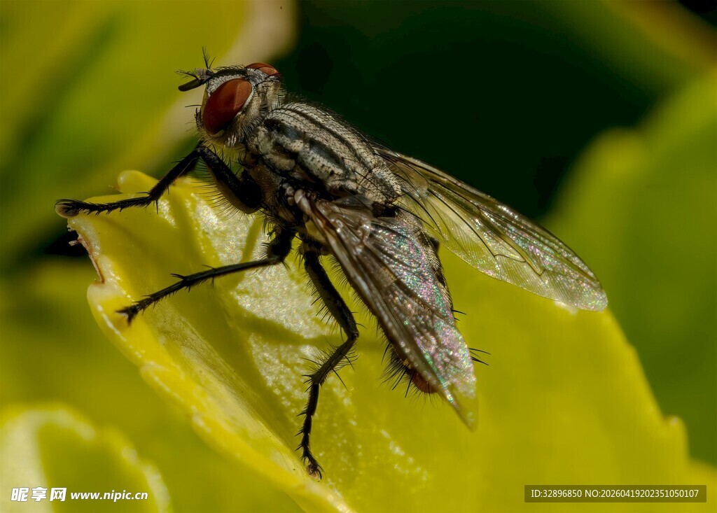 绿叶上的条纹苍蝇