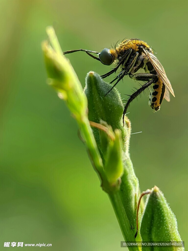 停留在绿枝上的小昆虫