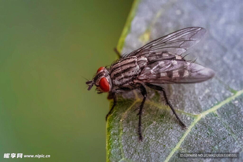 停在叶片上的红眼苍蝇