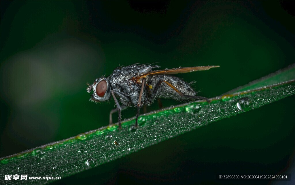 绿叶上的苍蝇特写