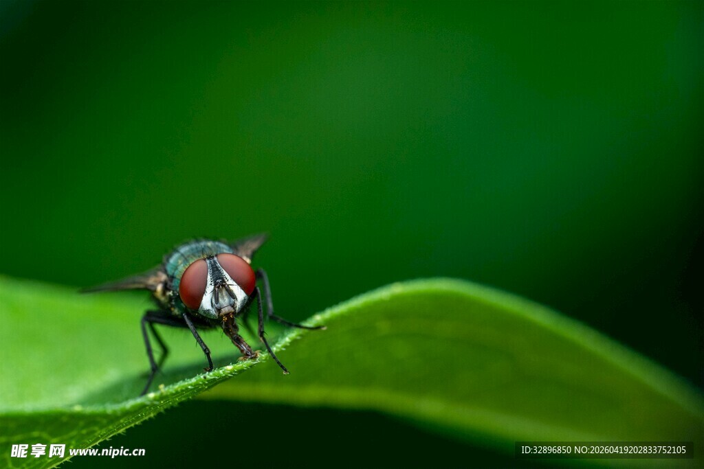 绿叶上的小苍蝇