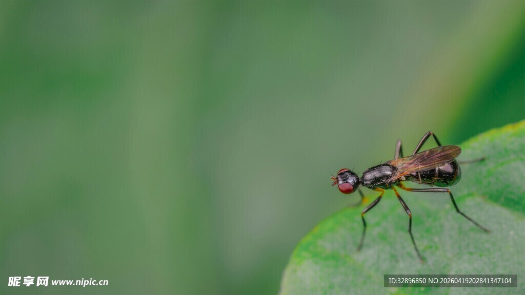 绿叶上的小蝇
