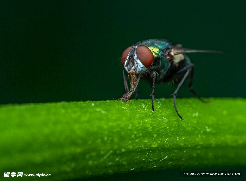 绿叶上的多彩苍蝇