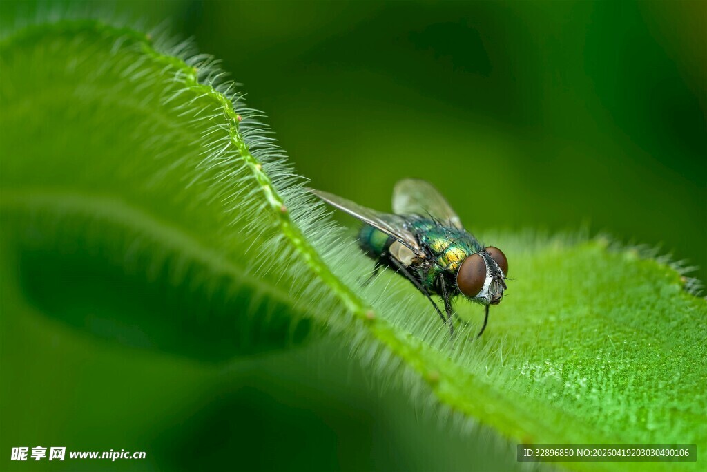 绿叶上的精致小苍蝇