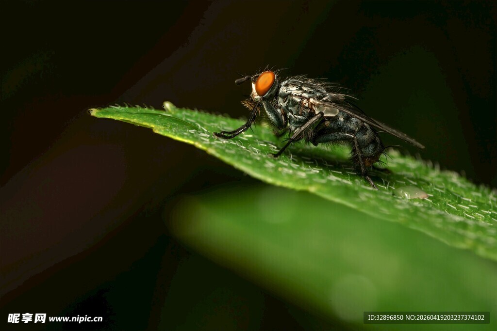 绿叶上的黑橙相间小蝇