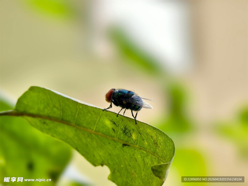 绿叶上的蓝色小昆虫