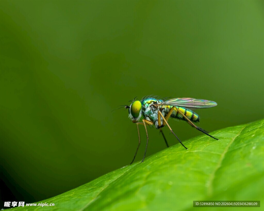 绿叶上的多彩小蝇