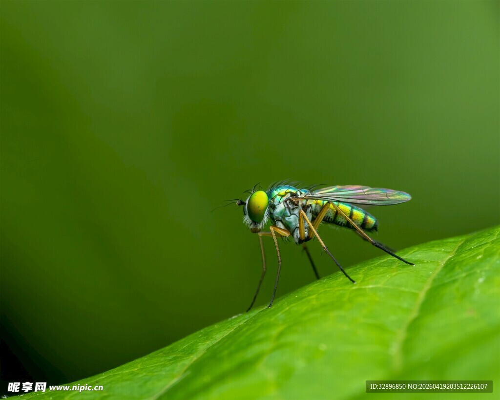 绿叶上的五彩小蝇