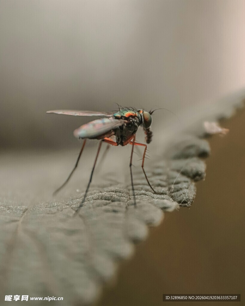 叶上停驻的细长腿小飞虫